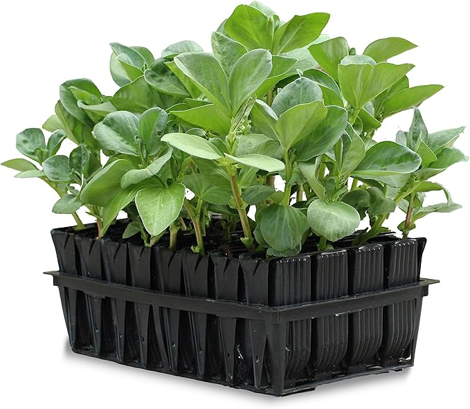 Tierra Garden 50-3010 Haxnicks Vigoroot Planter